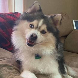Tesla - Pomsky
