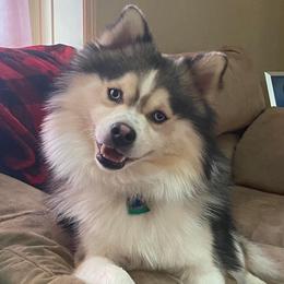 Tesla - Pomsky