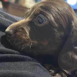 Dachshund Puppies from Garland Weens