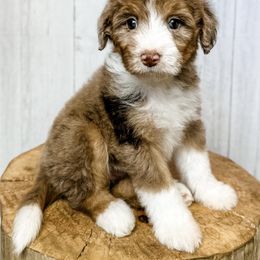 Assorted Doodle Crosses and Aussiedoodle Puppies from Doodle Love Laugh