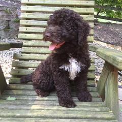Spanish Water Dog Puppies from Highview Spanish Water Dogs, LLC