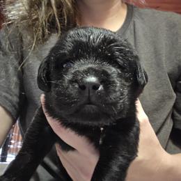 Black Male 2 - Black male Labrador Retriever puppy in Andrews, South Carolina from Leyland Cypress Retrievers