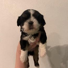 Aphrodite - Black and tan female Shih Tzu puppy in Stroud, Oklahoma from Laik’s Little Shihtz & Poms