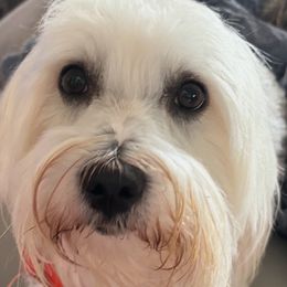 Rip - Coton de Tulear