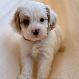 Penne - Blenheim male Cavapoo puppy in Sacramento, California from Dandy Doodles Goldendoodles