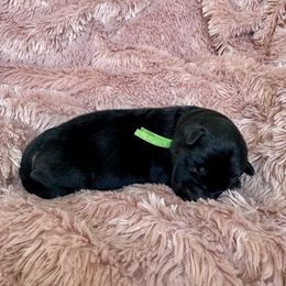 Green collar - Black and tan female Shiloh Shepherd puppy in Watchung, New Jersey from Blue Moon Shilohs