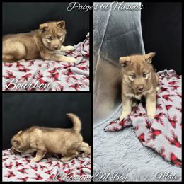 Bourbon - Red and white male Siberian Husky puppy in Bloomfield, Indiana from Paiges lil huskies