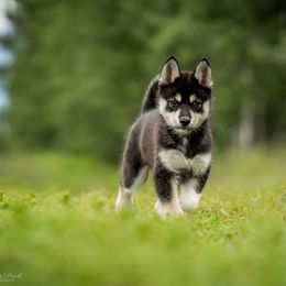 Pomsky Puppies from Pioneer Peak Pomskies