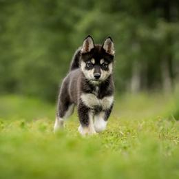 Pomsky Puppies from Pioneer Peak Pomskies
