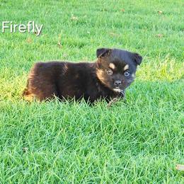 Firefly - Black tri-color female Australian Shepherd puppy in Owensboro, Kentucky from JnT's Bluegrass Mini Aussies