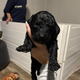 Penelope - Black female Poodle puppy in Picayune, Mississippi from JEN's Poodles