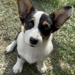 Bailey - Pembroke Welsh Corgi