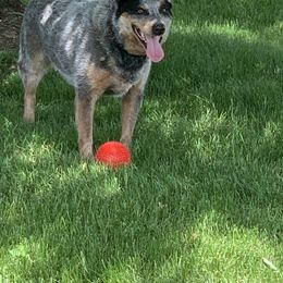 Australian Cattle Dog Puppies from SB Heelers Cattle Dogs and Performance Horses