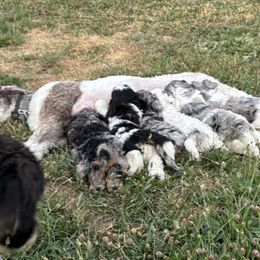 Bernedoodle Puppies from Salty Point Doodles