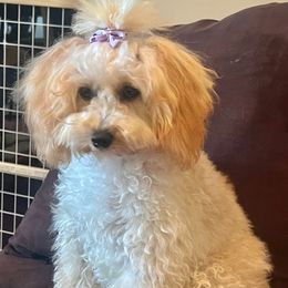 Dahlia - Cream female Poodle puppy in Hephzibah ( Richmond County ), Georgia from Healing Pawz LLC