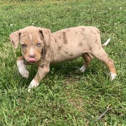 Female 3 - Red merle female Catahoula Leopard Dog puppy in Gadsden, Alabama from Rich Cat’s