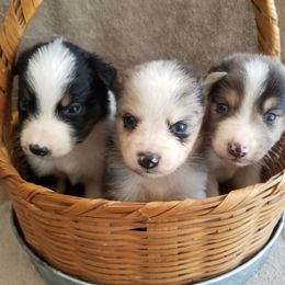 Australian Shepherds from White Bear Farms