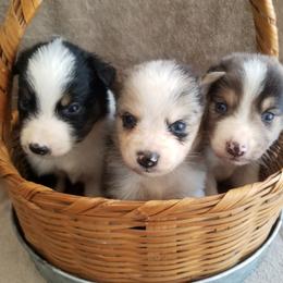 Australian Shepherds from White Bear Farms