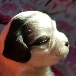 Havanese Puppies from SunWyst Havanese