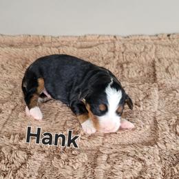 Hank - Tri-color male Bernedoodle puppy in East Earl, Pennsylvania from Mountainside Puppies