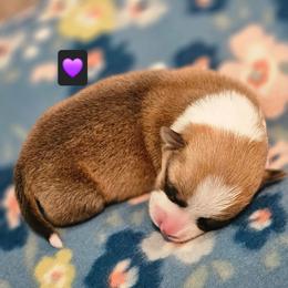 Penelope - Red female Pembroke Welsh Corgi puppy in Frontenac, Kansas from Holloway Corgis