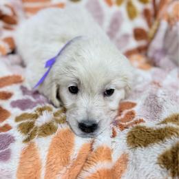 Purple boy - Light golden male Golden Retriever puppy in Tylertown, Mississippi from Southern Paws, LLC