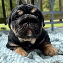 Jupiter - Black tri-color male Bulldog puppy in Fort White, Florida from Bullgodz English Bulldogs