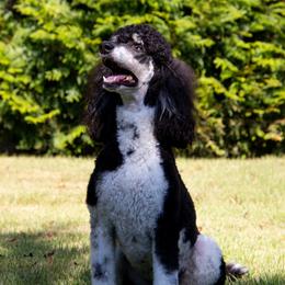 Ivy - Poodle