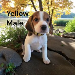 Butterfinger - White black and tan male Beagle puppy in Springville, Pennsylvania from Tracker Sky Beagles