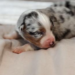 Gucci AKC - Blue merle male Australian Shepherd puppy in Polk City, Florida from Skaky Shepherds