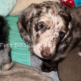 TRACKER - Dapple male Dachshund puppy in Shelton, Connecticut from Piper’s Tree Dachshunds