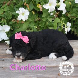 Girl 2 - female Bernedoodle puppy in Heyworth, Illinois from Cobble Creek Puppies