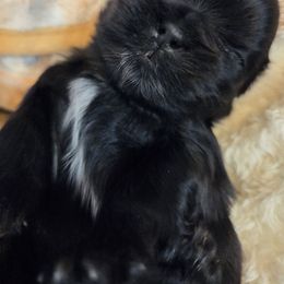 Pixie - Black and white female Shih Tzu puppy in Kernersville, North Carolina from SweetTee's Shih Tzus LLC