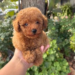 Gator - Apricot male Poodle puppy in Cisco, Texas from Southern Girls Poodles