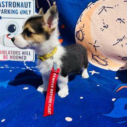 Reid Wiseman - Black and white male American Corgi puppy in Cocoa, Florida from Cascadian Space Coast Corgis LLC