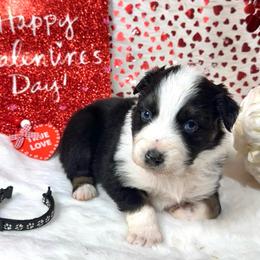 Tank - Black & white male Australian Shepherd puppy in Vail, Iowa from Homegrown Huskies