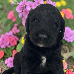 Curly - Black male Goldendoodle puppy in Prosperity, Pennsylvania from Stelladoodles & Company