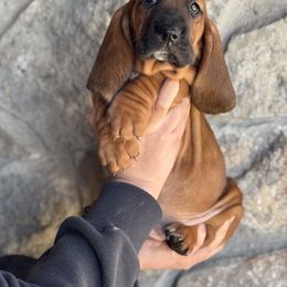 Basset Hound Puppies from Central Kentucky Basset Hounds