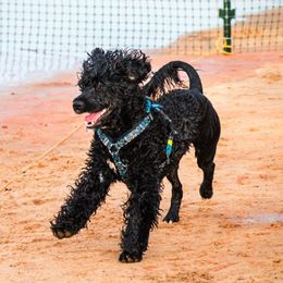 Portuguese Water Dogs from Overlook Portuguese Water Dogs