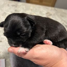 Black White Female - Black female Yorkipoo puppy in Topeka, Kansas from Bayless Yorkiepoos
