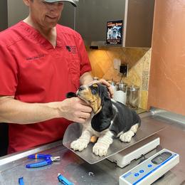 Basset Hound Puppies from Lazy Daisy Basset Hounds