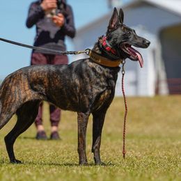 Uma - Dutch Shepherd