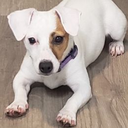 Russell Terriers from Dodd's Shorty Jack Russells