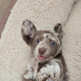 Moss - Fawn (isabella) and cream male Dachshund puppy in El Paso, Texas from IVK9's Dachshunds