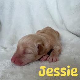Jessie - Yellow female Labrador Retriever puppy in Lucasville, Ohio from Backwoods Labradors
