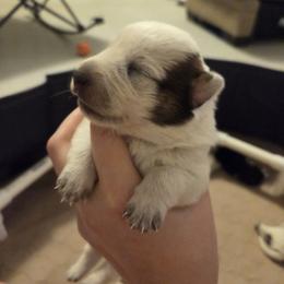 Australian Cattle Dog Puppies from Wild Sage Cattle Dogs