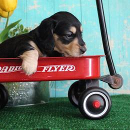 Jo - Black and cream female Dachshund puppy in Pace, Florida from Shoebox Doxie’s