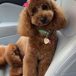 Bernedoodle and Goldendoodle All Grown Up from Kimberlee’s Kennels