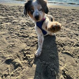 Aussiedoodle, Australian Shepherd, Dachshund, and Miniature Australian Shepherd Puppies from Bline’s Awesome Aussies & Doxies at the Bline Family Farm