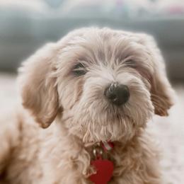 Goldendoodles from Alaya Rae doodles